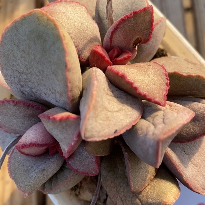 1570大波浪水泡一颗