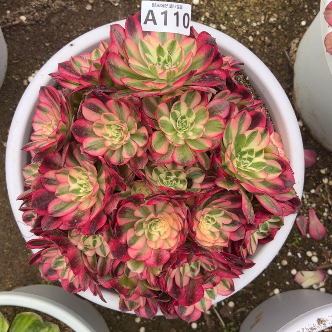 110红体荔枝多肉植物