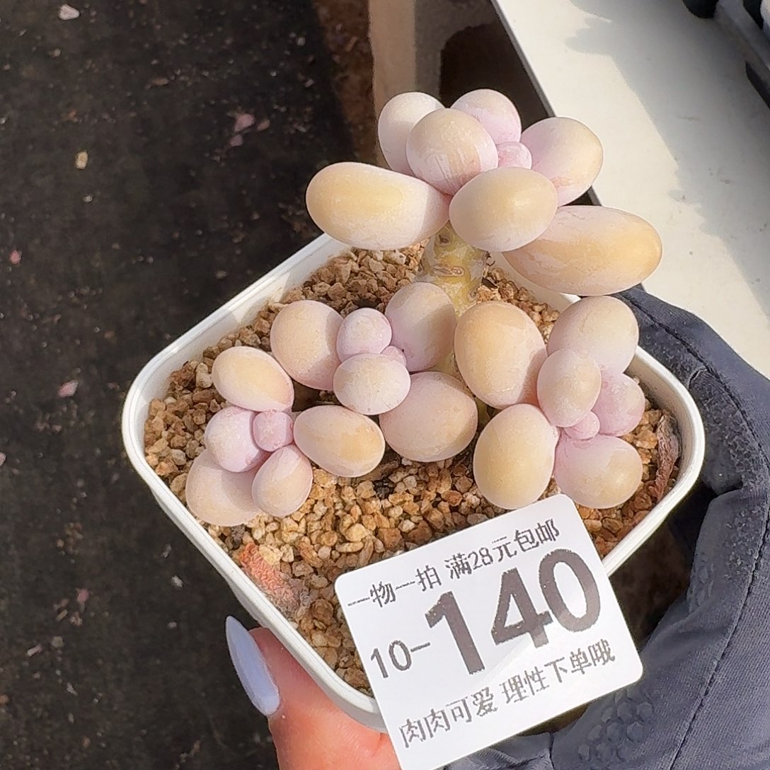 蛋黄奶无盆无发货