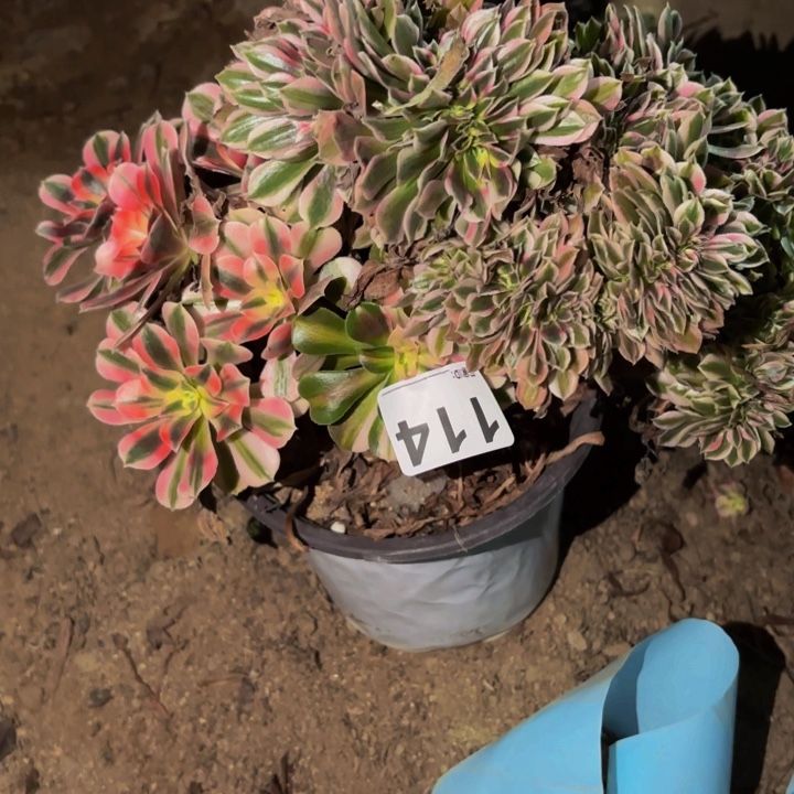 114青苹果多肉植物不售后