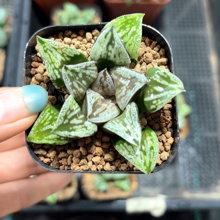 铜雀台多肉植物哈哈