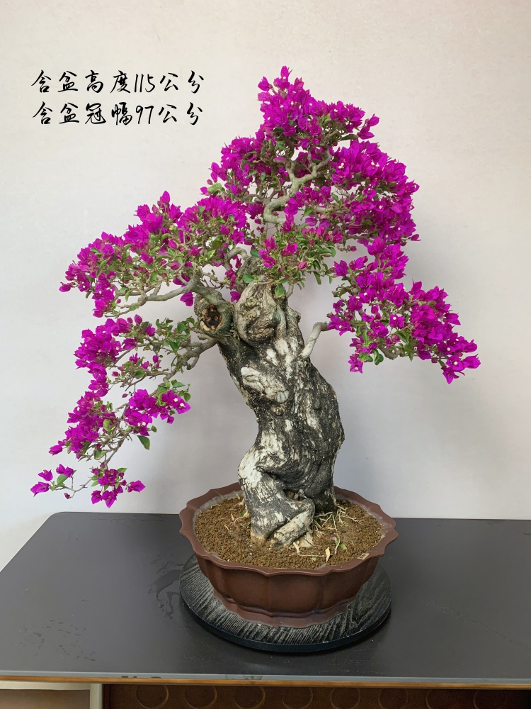 小叶紫三角梅精品老桩盆景