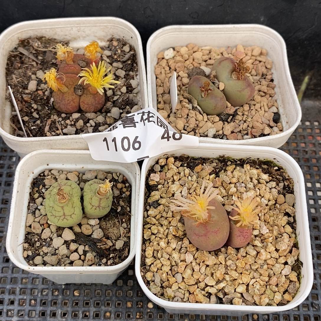 格*仙106-46-杂交组合福利。  