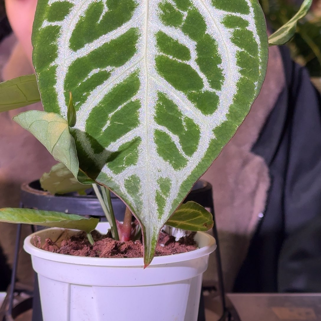 不开花植物G695撕裂银虎杂闪耀