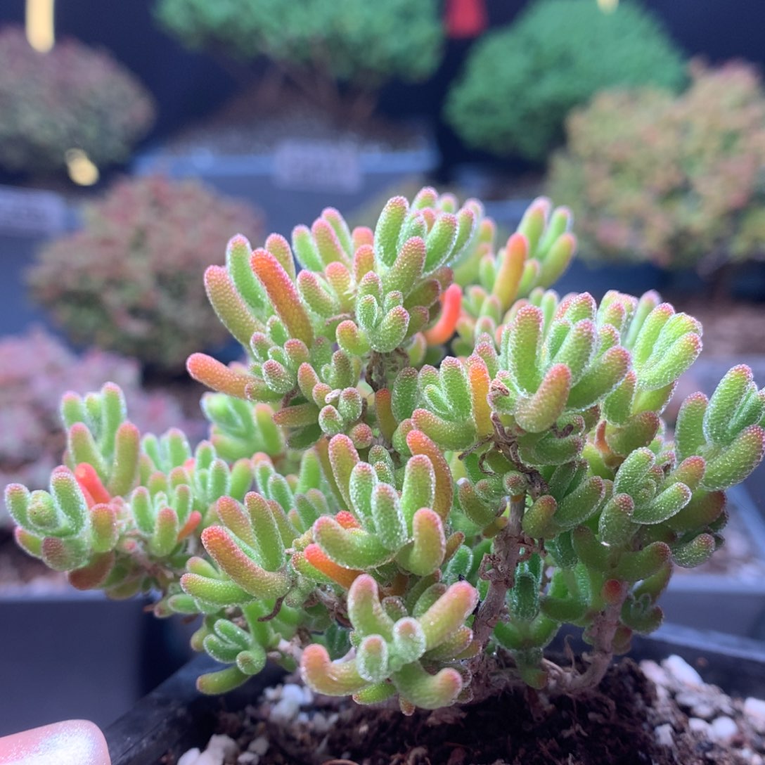 c216冰橙枝干番杏