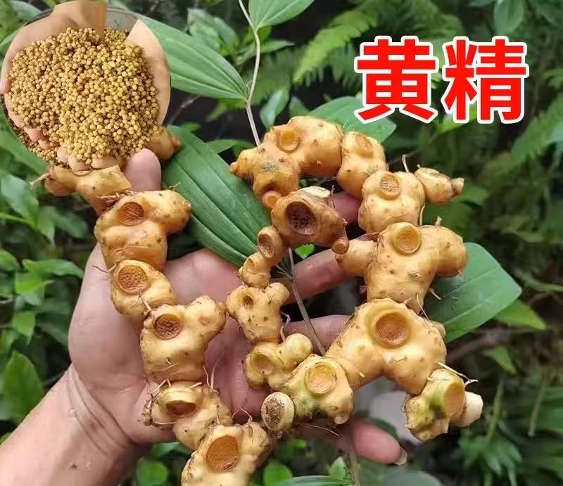 【黄精种子】四季种植盆栽阳台