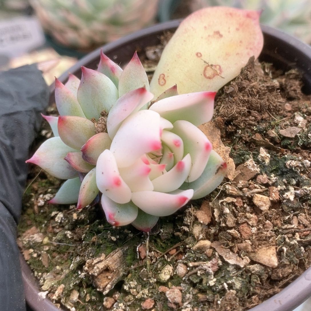 137锦锦锦锦锦锦锦