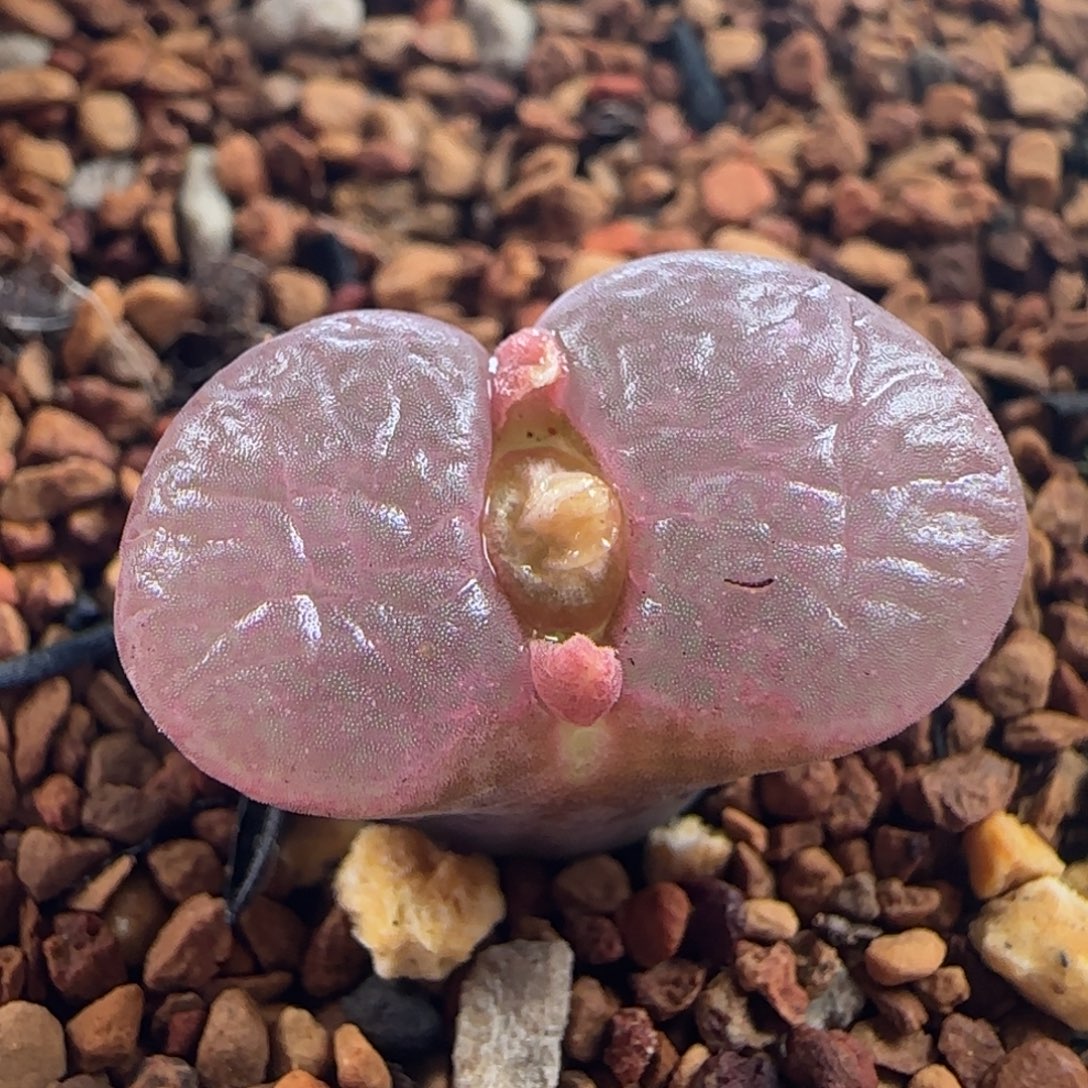 0899/b23杂/大小窗福利/