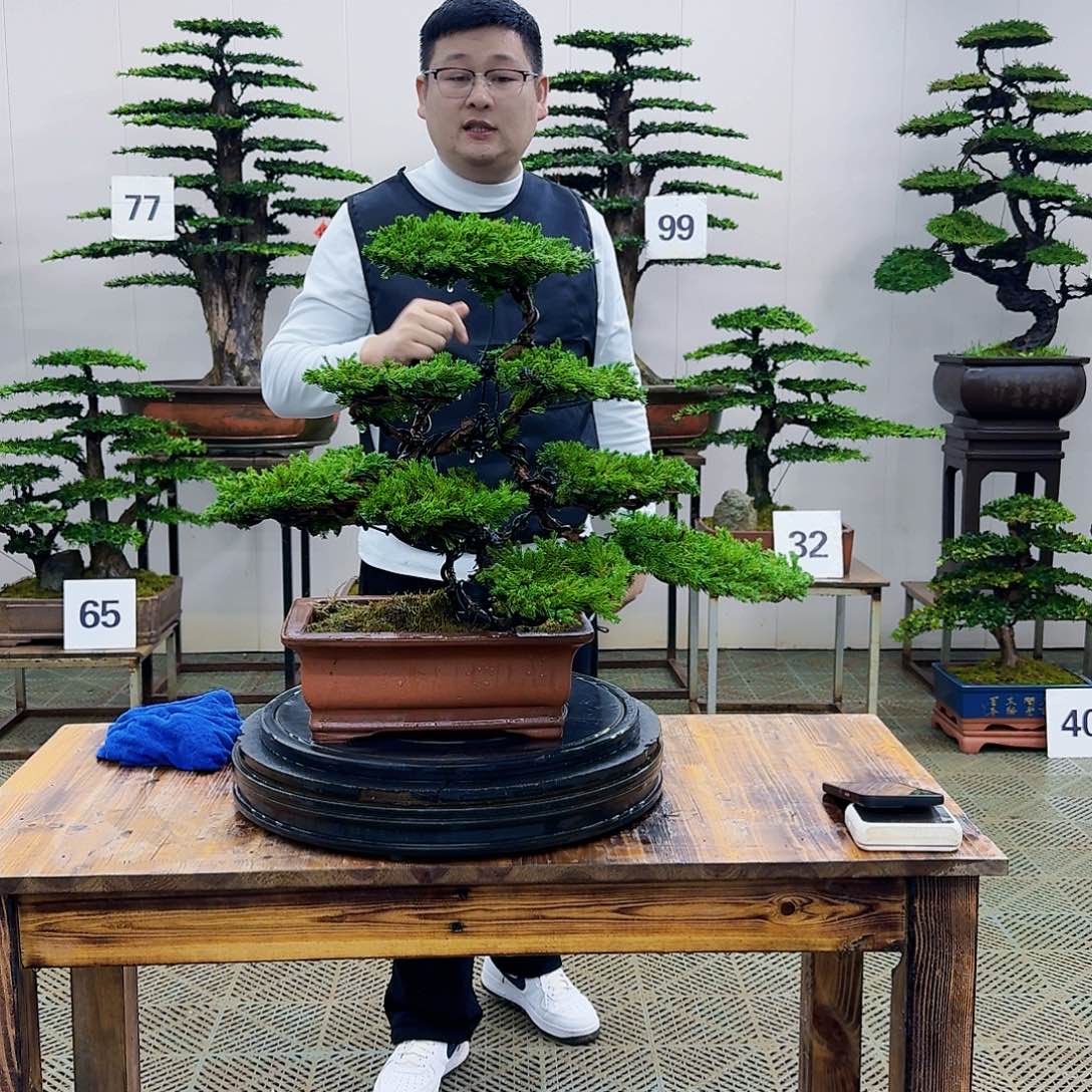 盆景柏树造型盆景