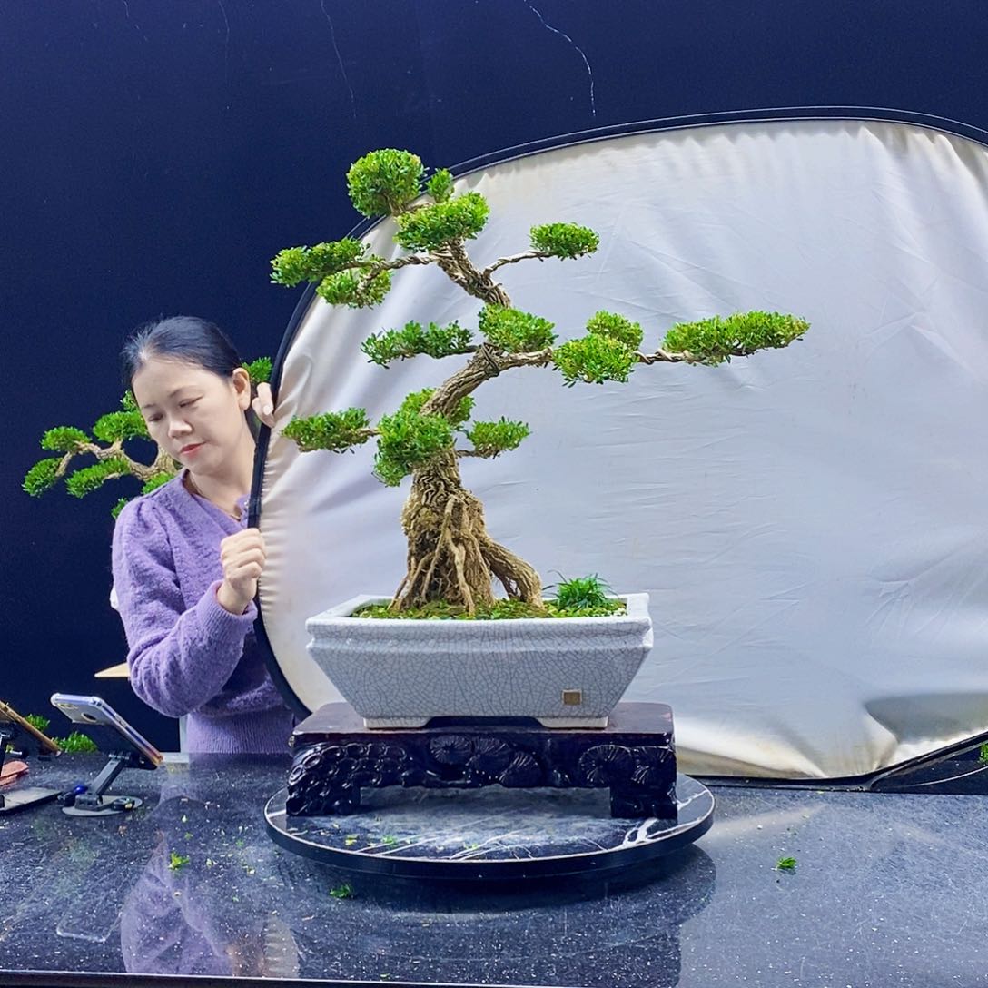 无花朵黄杨盆景造型
