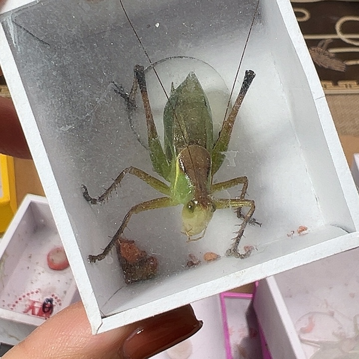 鸣虫一只包邮嗯嗯