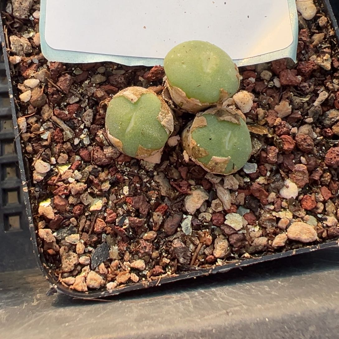 4-81毛纽扣多肉植物，
