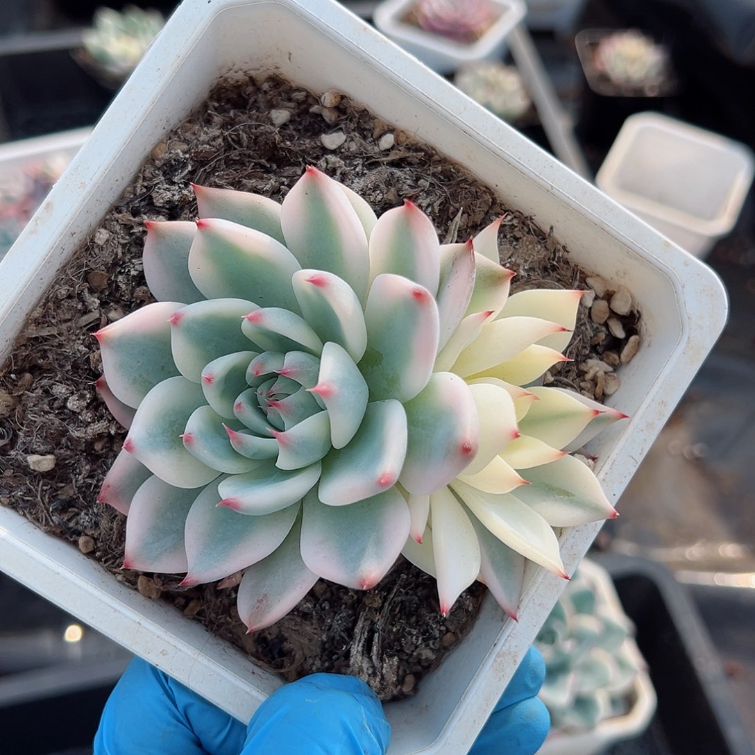 吉娃娃锦底座，带覆轮锦头