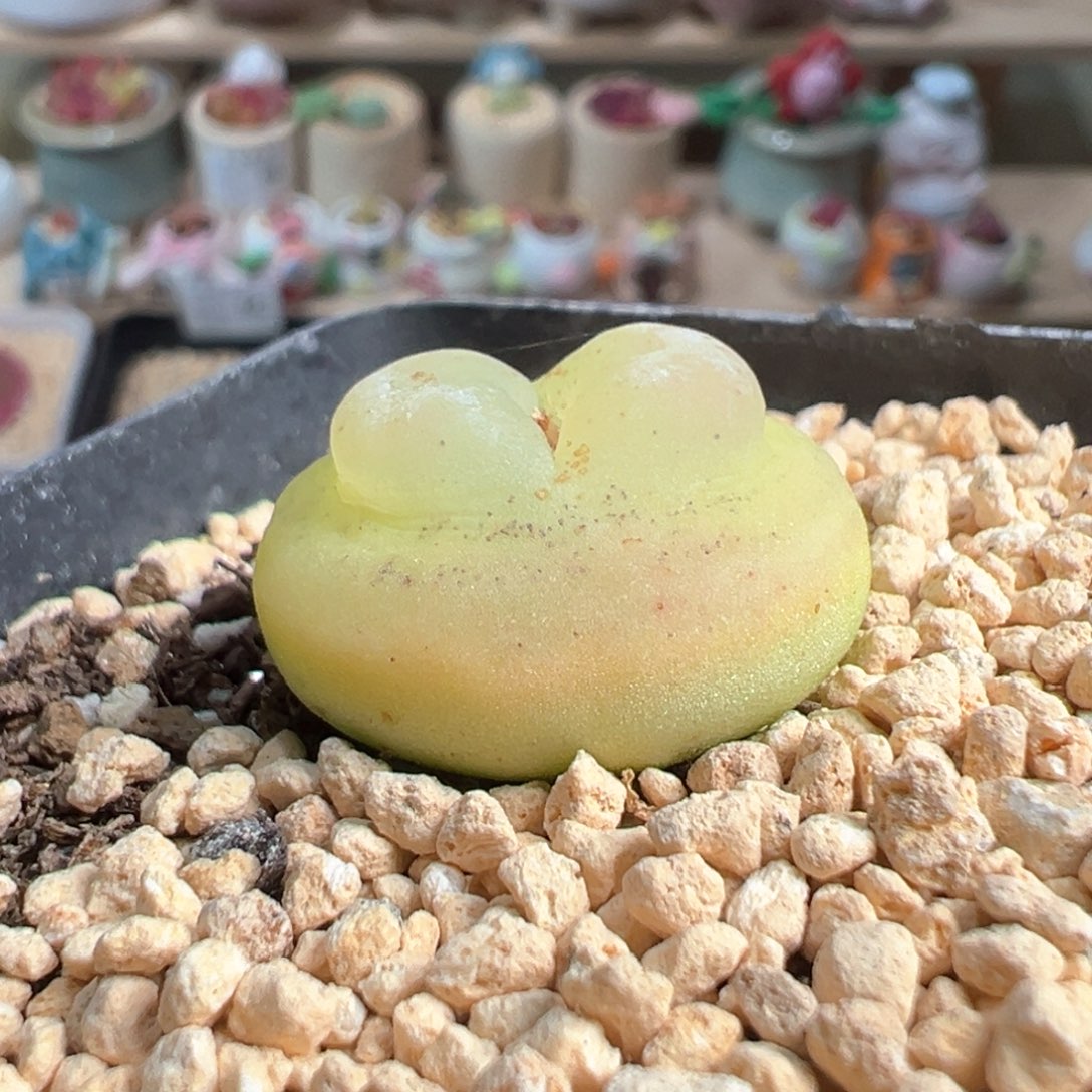 多肉植物71号拉登