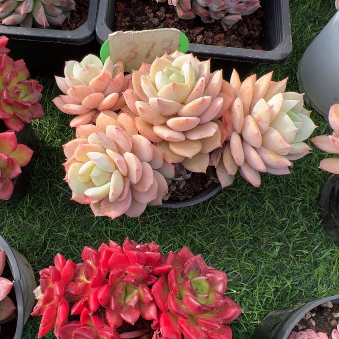 恋曲多肉植物保护研究所