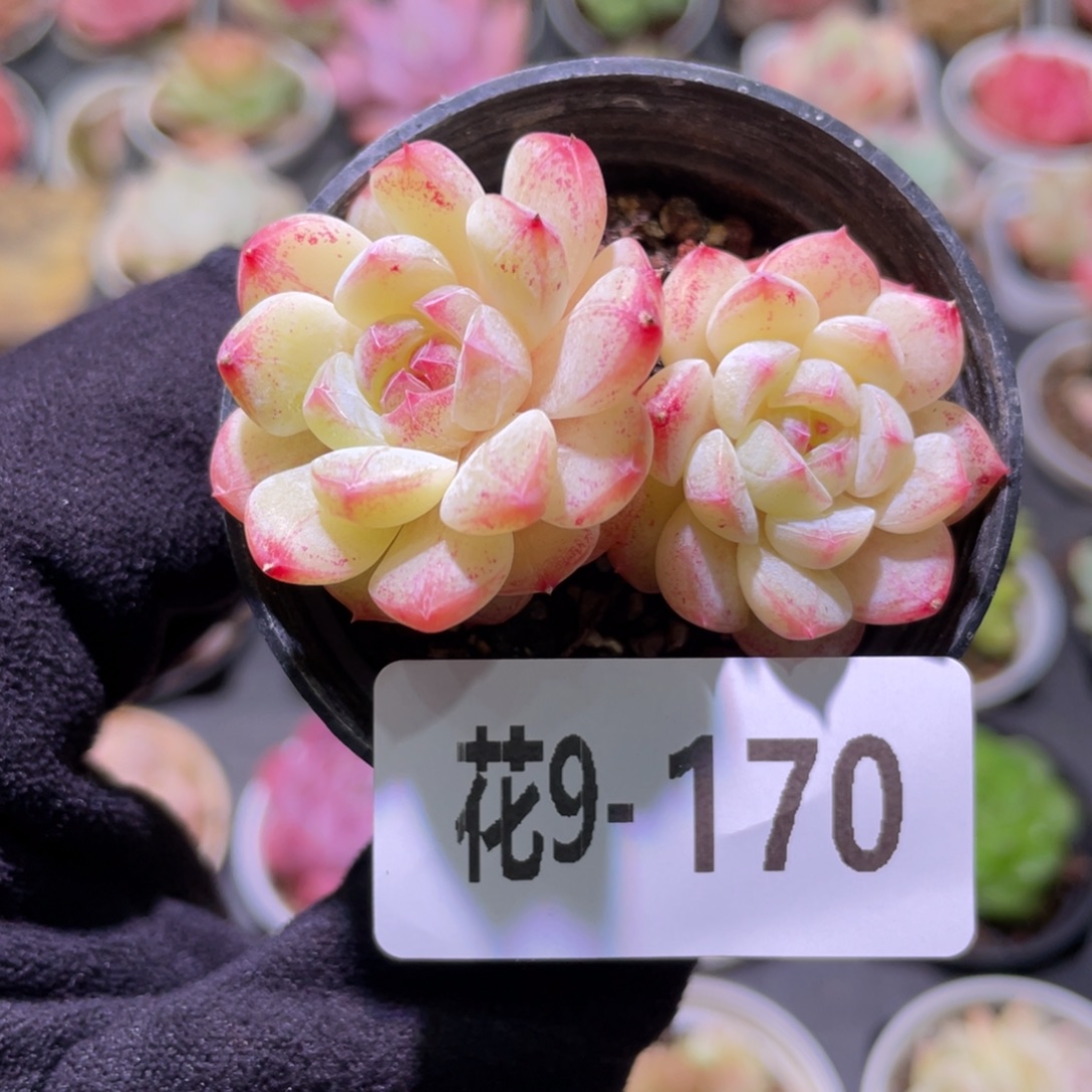花利美9-170白桃汽水