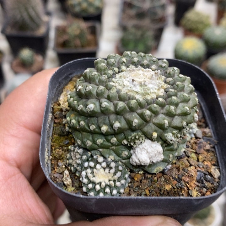 墨碟特价福利特价