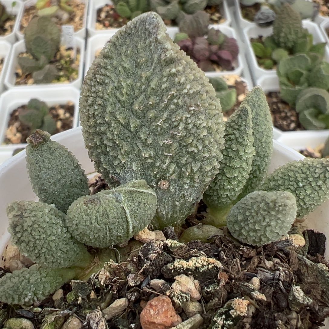 冰魄多肉植物水泡多肉植物