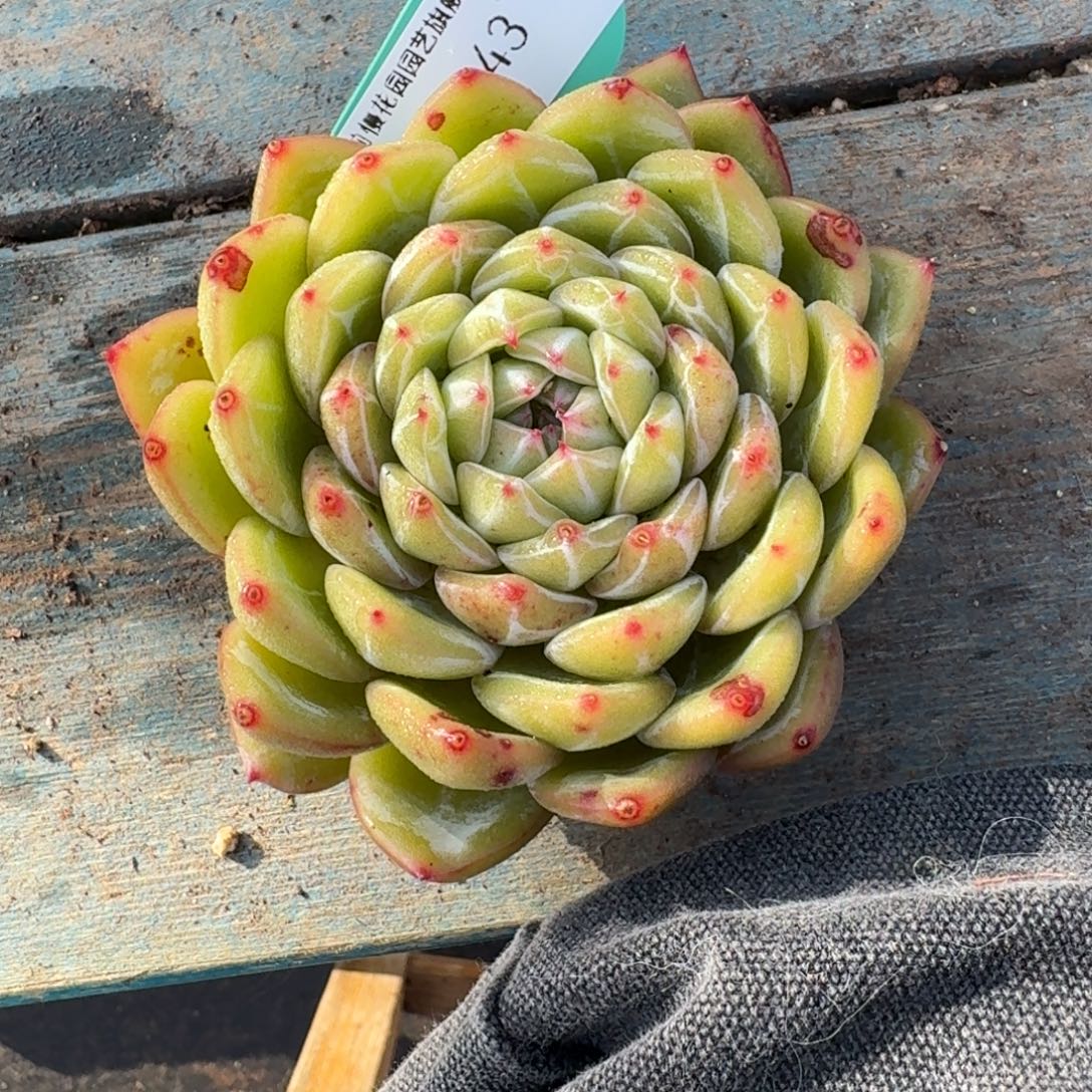 从前慢多肉精选编号1219.43