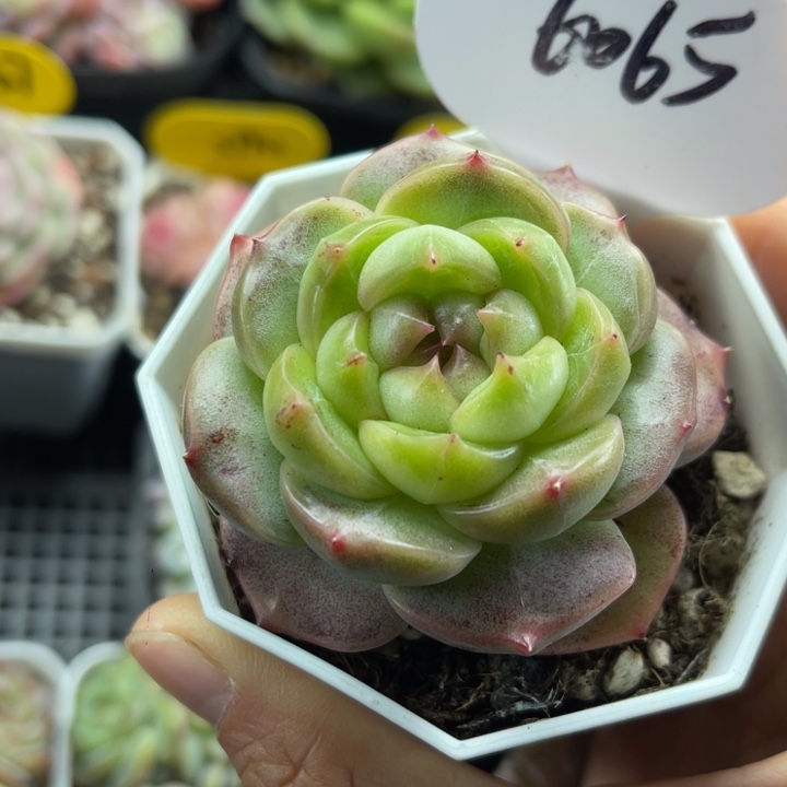 油透肥圆包珍妮6065