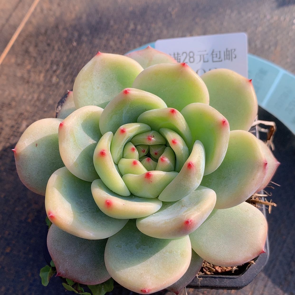 【闪购商品】云203号