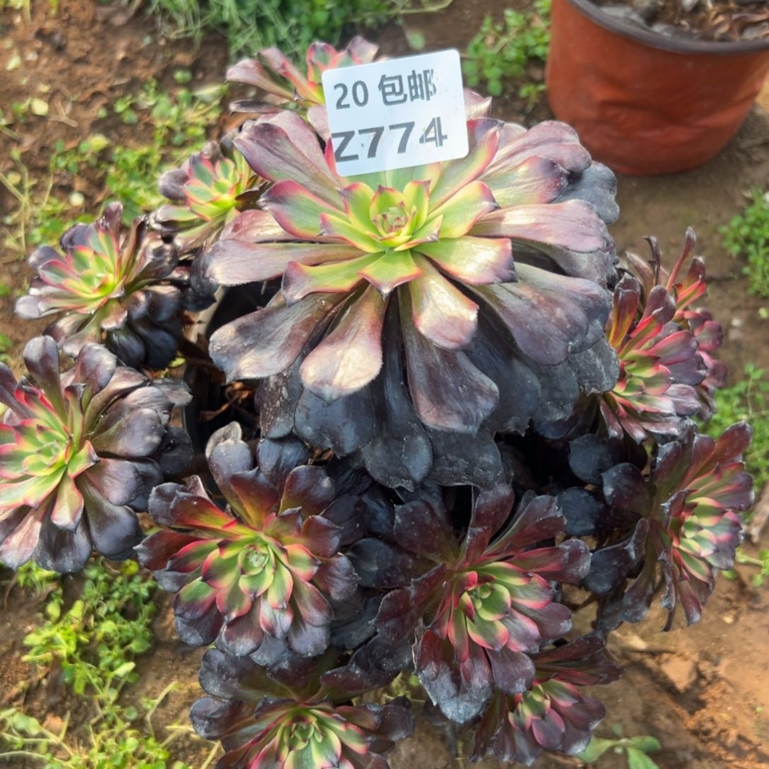 774美姬，满20包邮