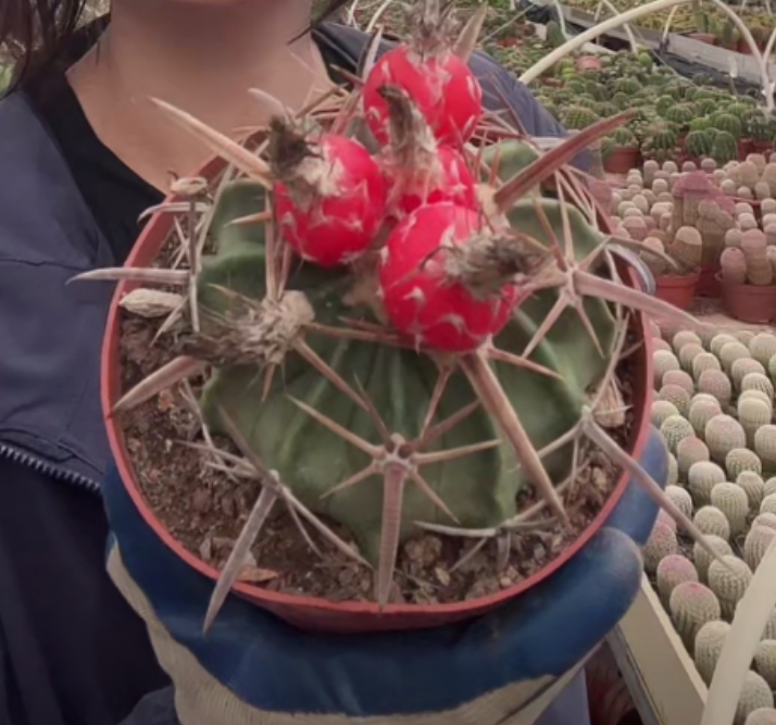 二妹园艺【 1颗  大凌波   实生根 】 默认脱土随机发货