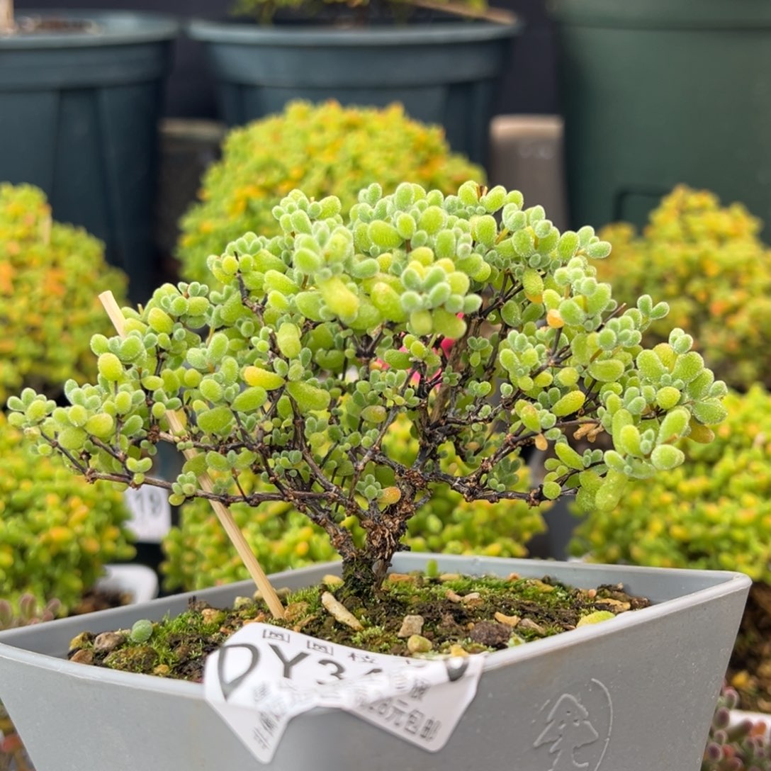 dy3456老桩翡翠冠幅11cm