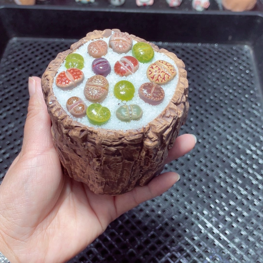 w9220 带盆土发货-零下地区拍保温箱