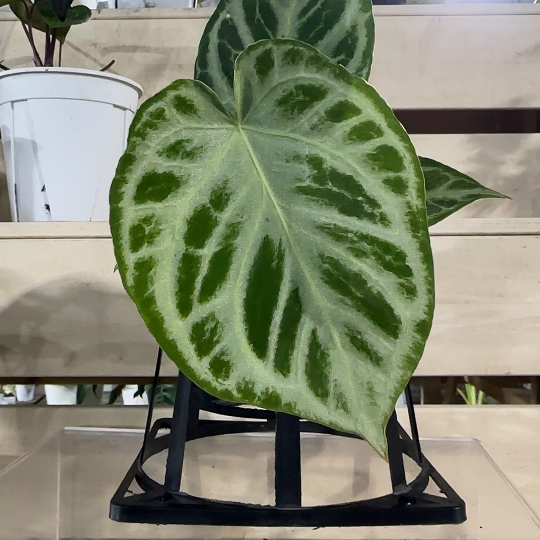 无花朵铜锣烧花烛