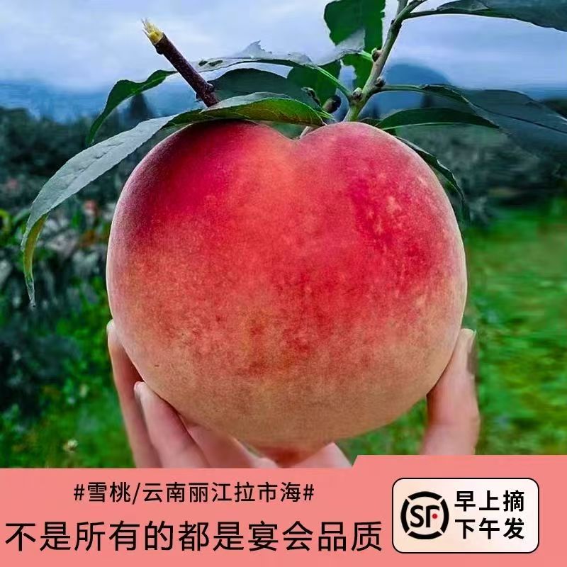 【顺丰陆运】丽江玉龙雪山雪桃特大特级果中秋送礼脆甜多汁