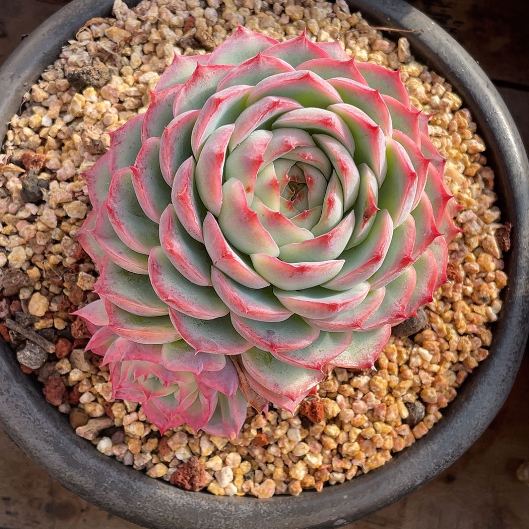 多肉植物一物一拍