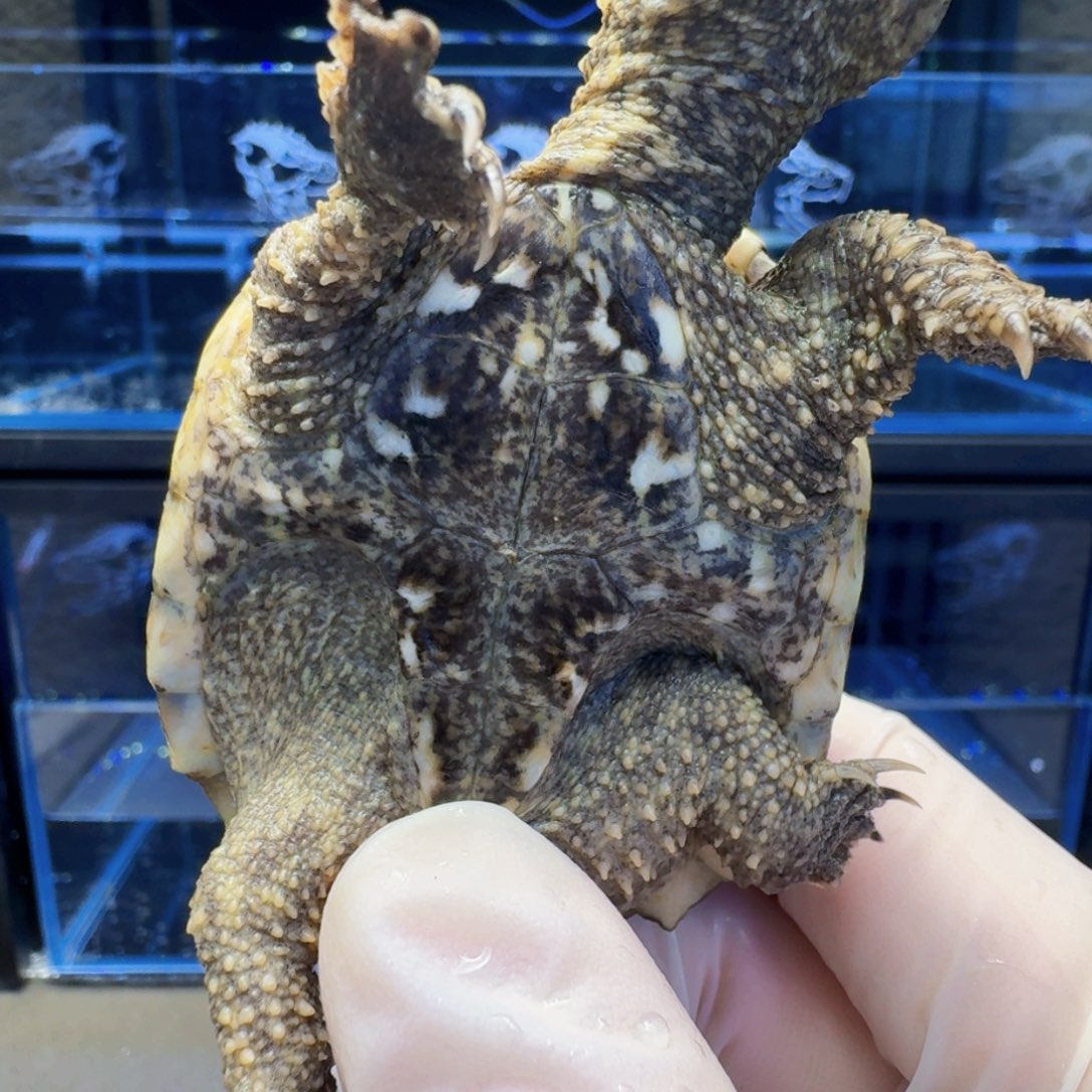 宠物龟不分公母直播间