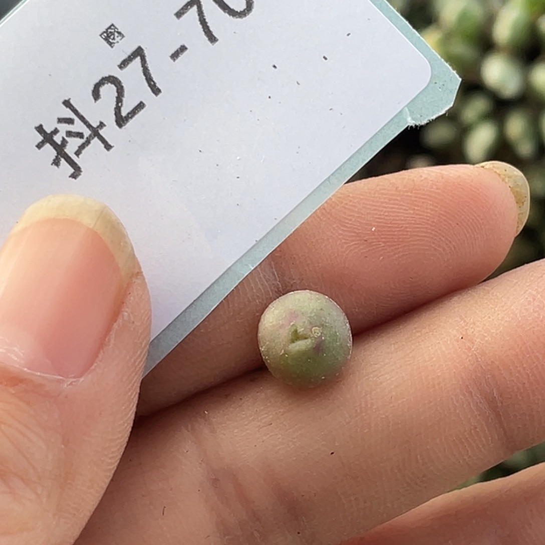 *****27-70肉锥多肉植物
