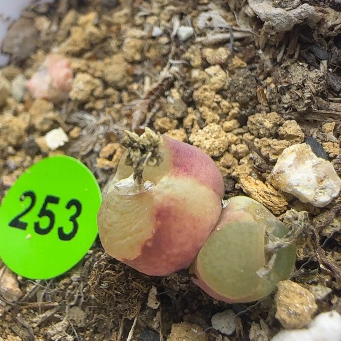 雪茄双头多肉植物253