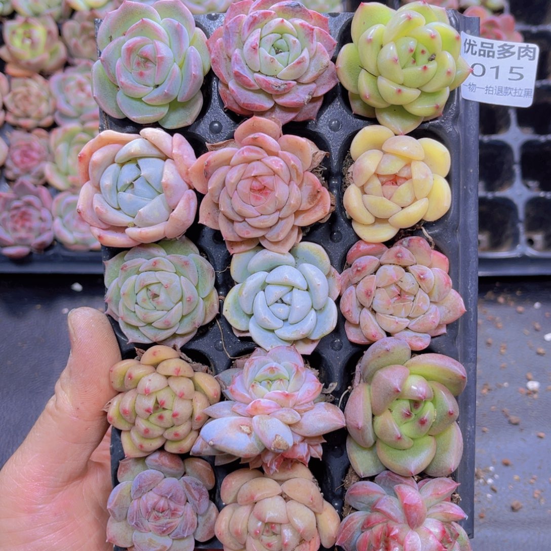 15多肉植物一物一拍链接