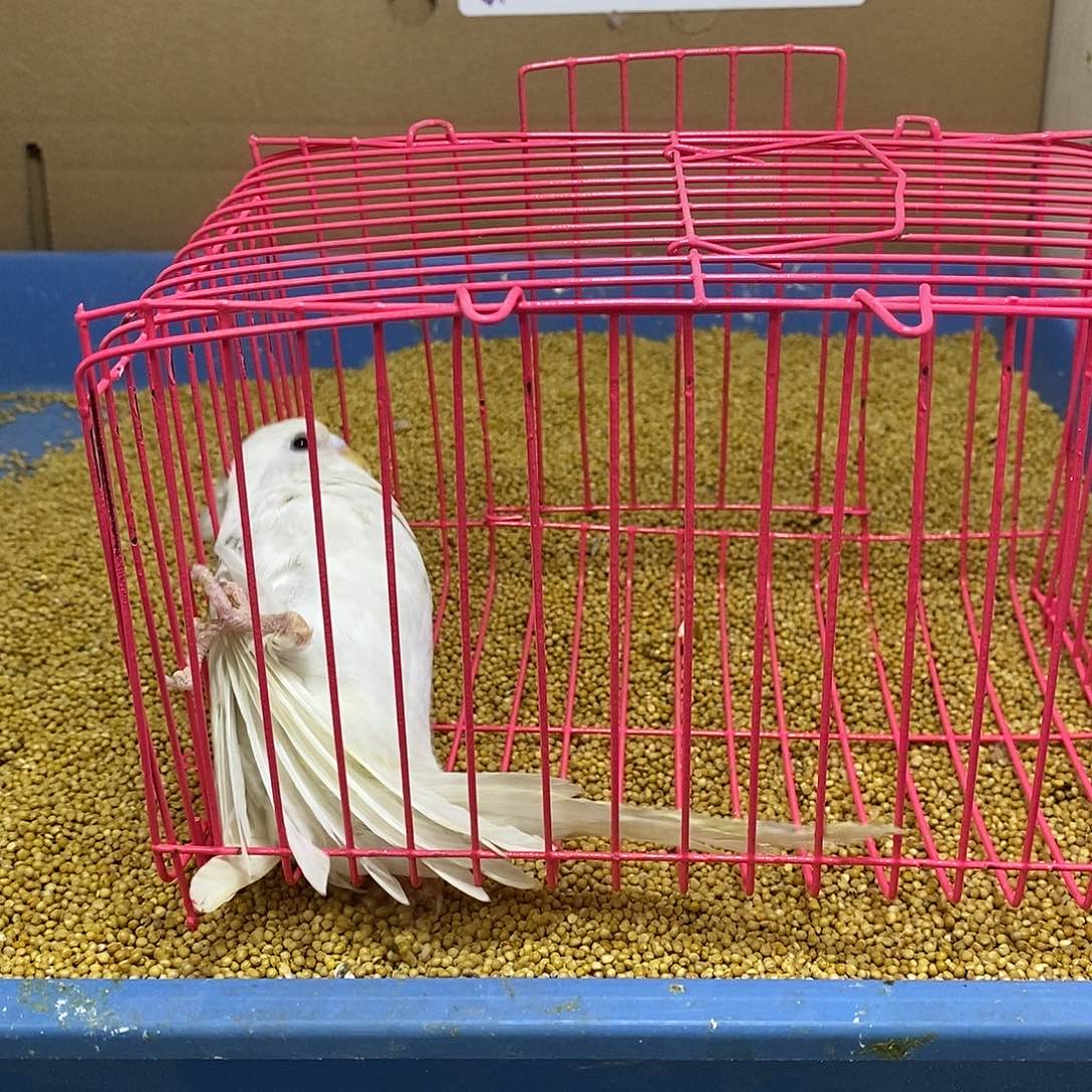 虎皮鹦鹉大头一只