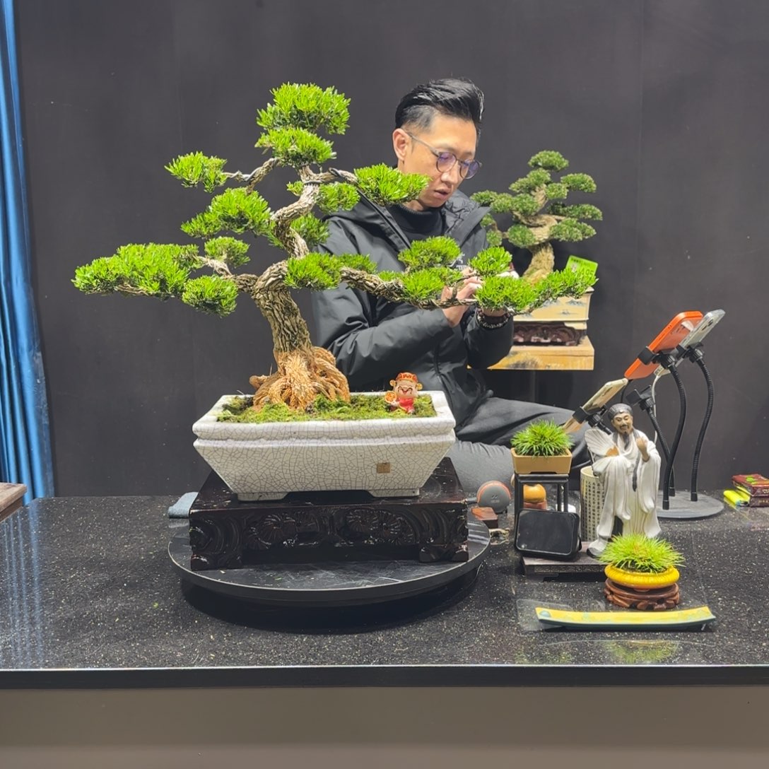老***幺以实际为准黄杨室内室外盆景艺术