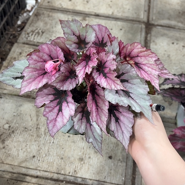 完全开放粉红香槟