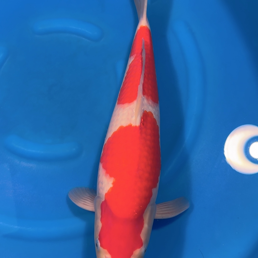 高***园锦鲤阪井红白公鱼不包邮