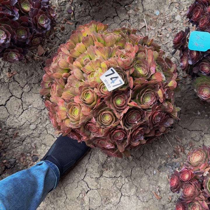 万圣节花27-46包邮花花