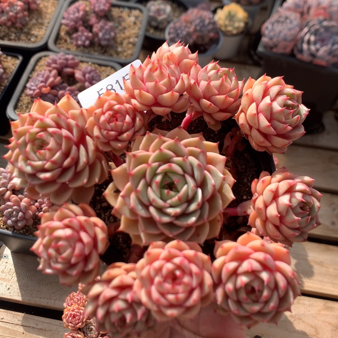 15厘米12头苯巴蒂斯 无砍 捧花 5815