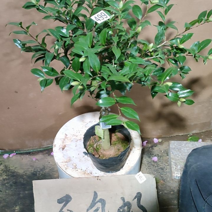 499爱党，原盆原土发货，不包邮