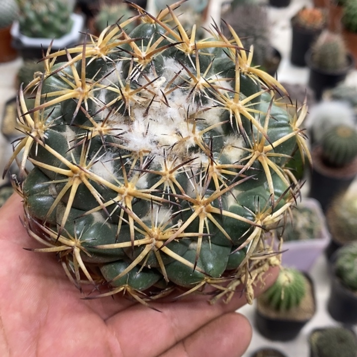 大号天丝象牙特价