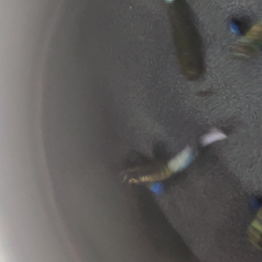 孔雀鱼绿麒麟象耳