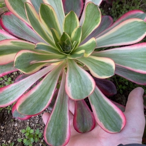 500红魔女满25包邮多肉