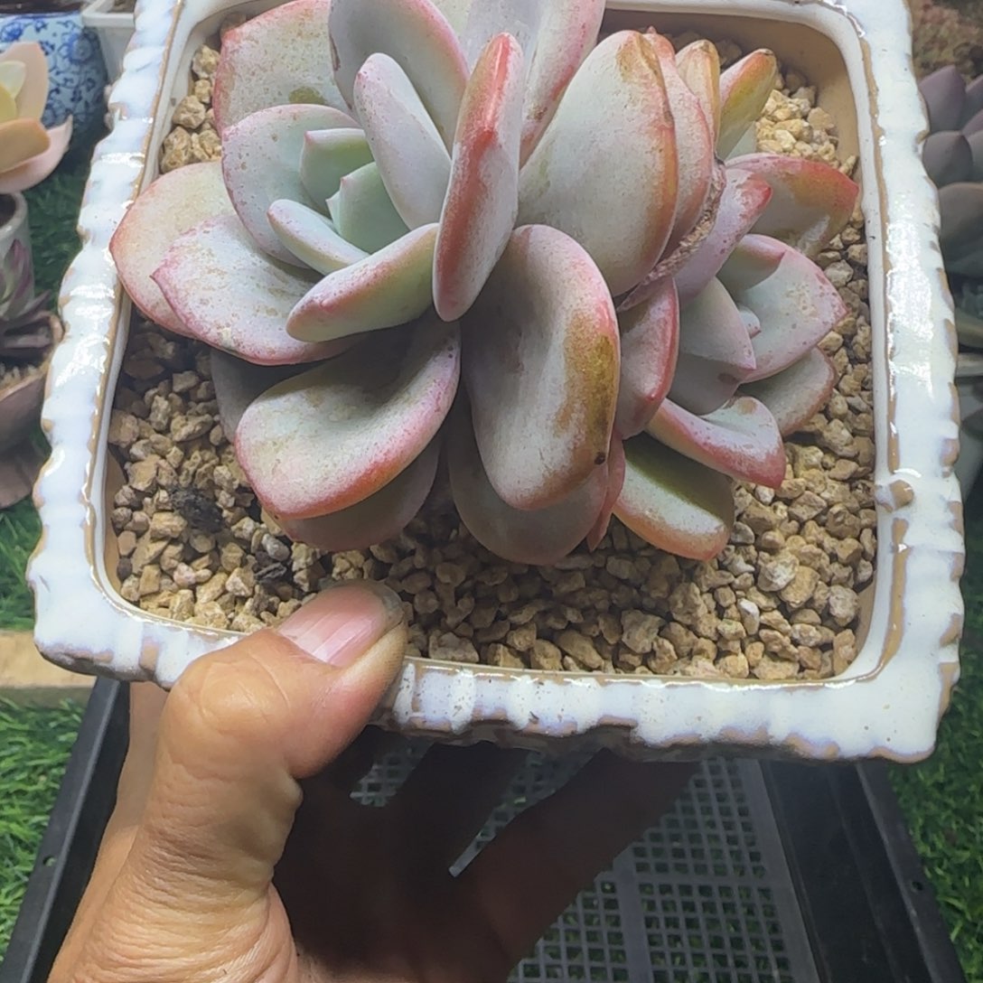 锦安精品多肉植物218