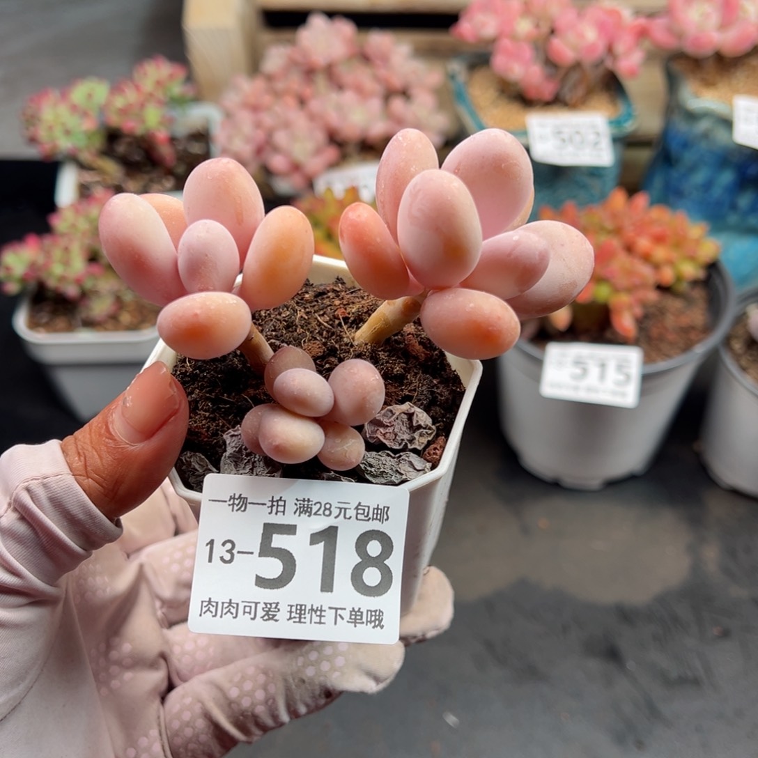 蛋黄奶多肉多肉多肉多肉多肉