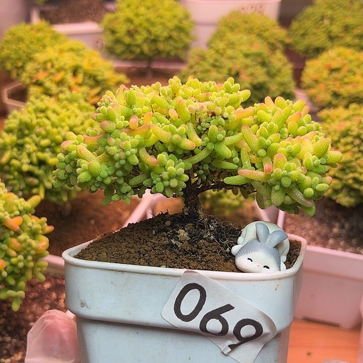 无花朵069蜜桔糖糖