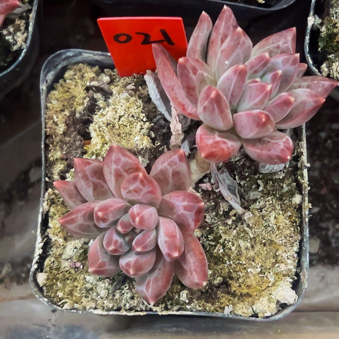 桔云多肉美人精品系列